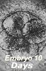 embryo.jpg (6063 bytes)