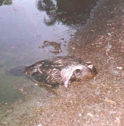 Malathion spray kills ducks at Seminole Pond